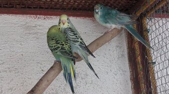 Andulky obyč + duhové - 2