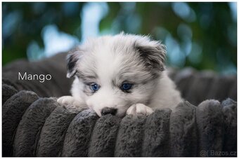 Border Collie, Border Kolia s PP FCI barva Blue Merle - 2