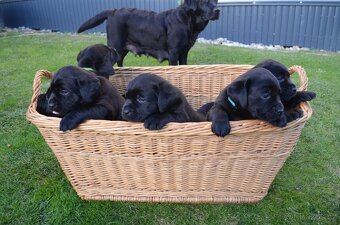 Labradorsky retriver s PP-šteňata - 2