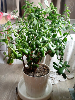 Tlustice vejčitá - Crassula ovata - 2