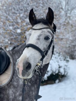⭐️ Krásný valášek na prodej ⭐️ - 2