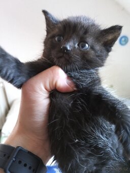 Daruji koťátka - 2