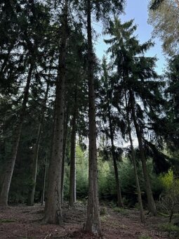 Prodám lesní pozemky v k.ú. Ločenice, p.č. 847 a 1201 - 2