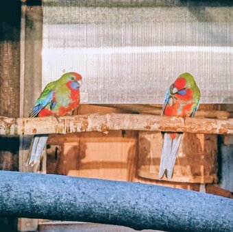 Prodám papoušky - 2