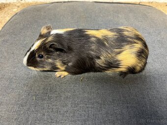 Morče, morčata - hladká, prodej - 2