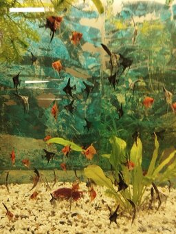 prodej novinek ze dvora - 2