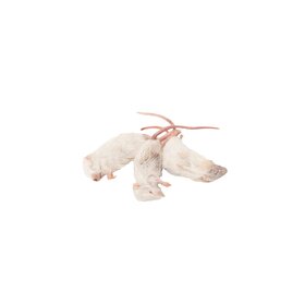 Mražený potkani,myši,kuřátka - 2