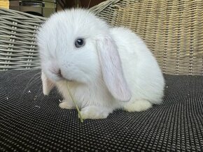 Zakrslý králíček beránek minilop, bílá modrooká samička - 2