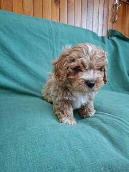 Maltipoo - 2