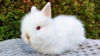 Zakrslý králík, králíček - (TEDDY) - HERBERT A HEIDY - 2
