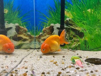Závojnatky - RANCHU AA XXL - 2