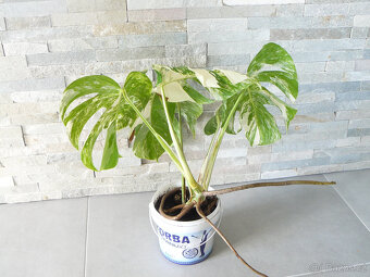 Monstera Albo Variegata - 6 a 7 listů - 2