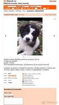 Hledáme majitele -  landseer, bukovina, šarplaninec - 2