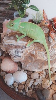 chameleon jemenský - 2