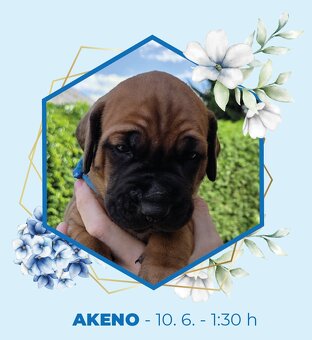 TOSA INU zlatá štěňátka s PP - 2