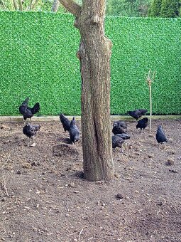 Ayam Cemami - 2