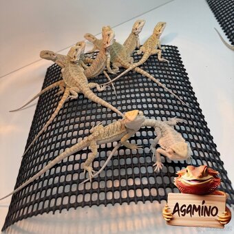 Agama Vousatá - 2