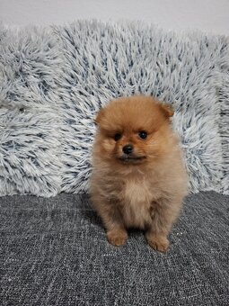 Pomeranian - 2