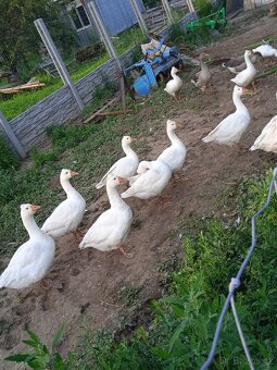 Husa česka a landerska - 2