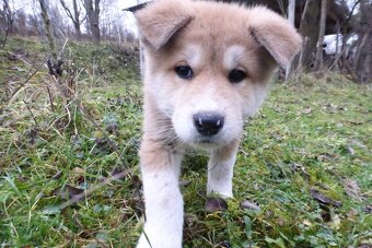 Prodám 2 štěňátka Akita Inu - 2