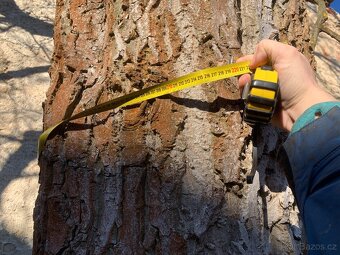 Kmen ořechu 1,5 m3 - 2