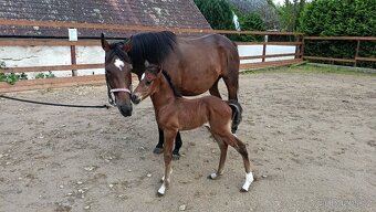 zadám hřebečka pro Win Royal Bonanza - 2