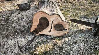 Dřevo ořešáku - 2