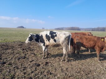 Březí jalovice H100 - 2