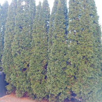Vzrostlé thuje - 2