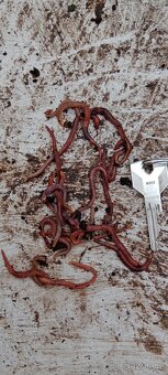 Kalifornské žížaly - 2