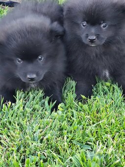 Špic pomeranian - 2