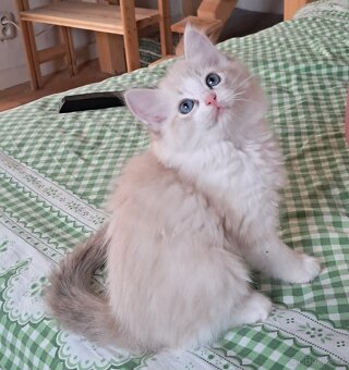 Koťátka ragdoll s PP - 2