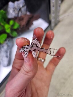 Pleco, Hypancistrus, Ancistrus long fin, sumce - 2