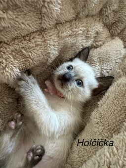 Thajská/Siamská koťata bez pp - 2