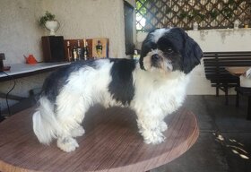 Krytí Shih - Tzu - 2