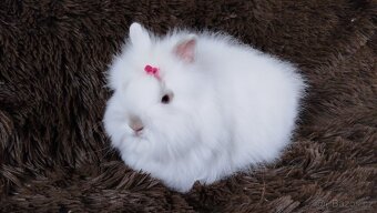 Zakrslý králík, králíček -(TEDDY)-HEIDY - 2