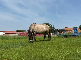 Polski konik - 2
