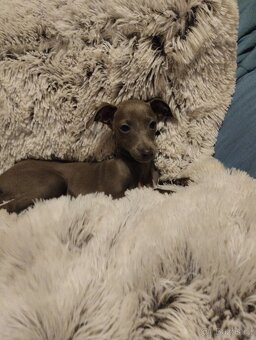 Italský chrtík s PP - 2