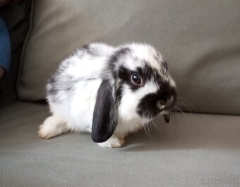 Zakrslý beránek králíček - 2