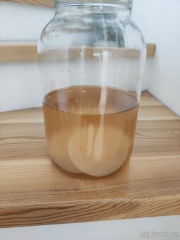 Kombucha houba - 2
