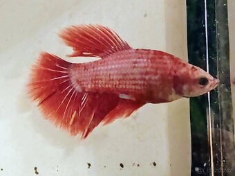 bojovnice bety samci a samice - 2