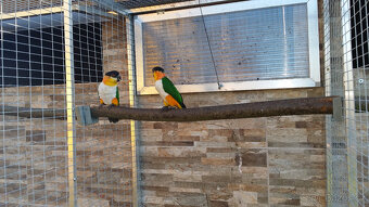 Amazonek černotemenný - 2