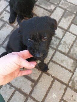 Německý ovčák - 2