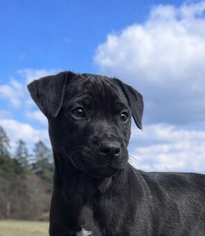 Patterdale teriér - 2