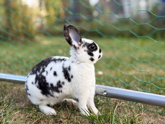 Zakrslý rex - samička - 2