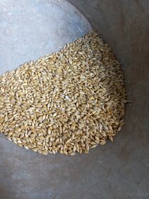 Pšenice, ječmen - 2