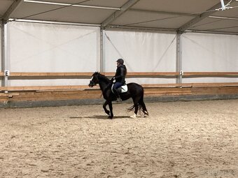 welsh pony C klisna 6 let - 2
