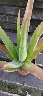 Aloe - 2