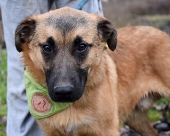 AMIGO K ADOPCI - 1 ROK, HRAVÝ, PŘÁTELSKÝ, VHODNÝ K DĚTEM - 2