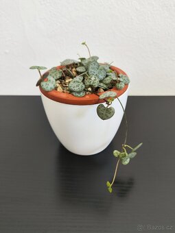Ceropegia woodii – srdcovka - 2